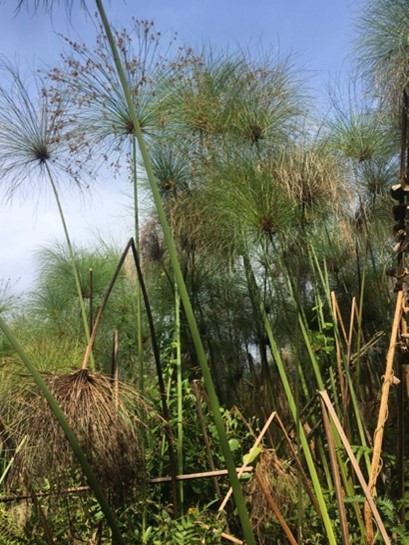 Papyrus bush