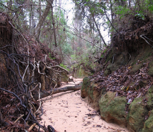 Joe’s Branch Tributary pre-restoration.