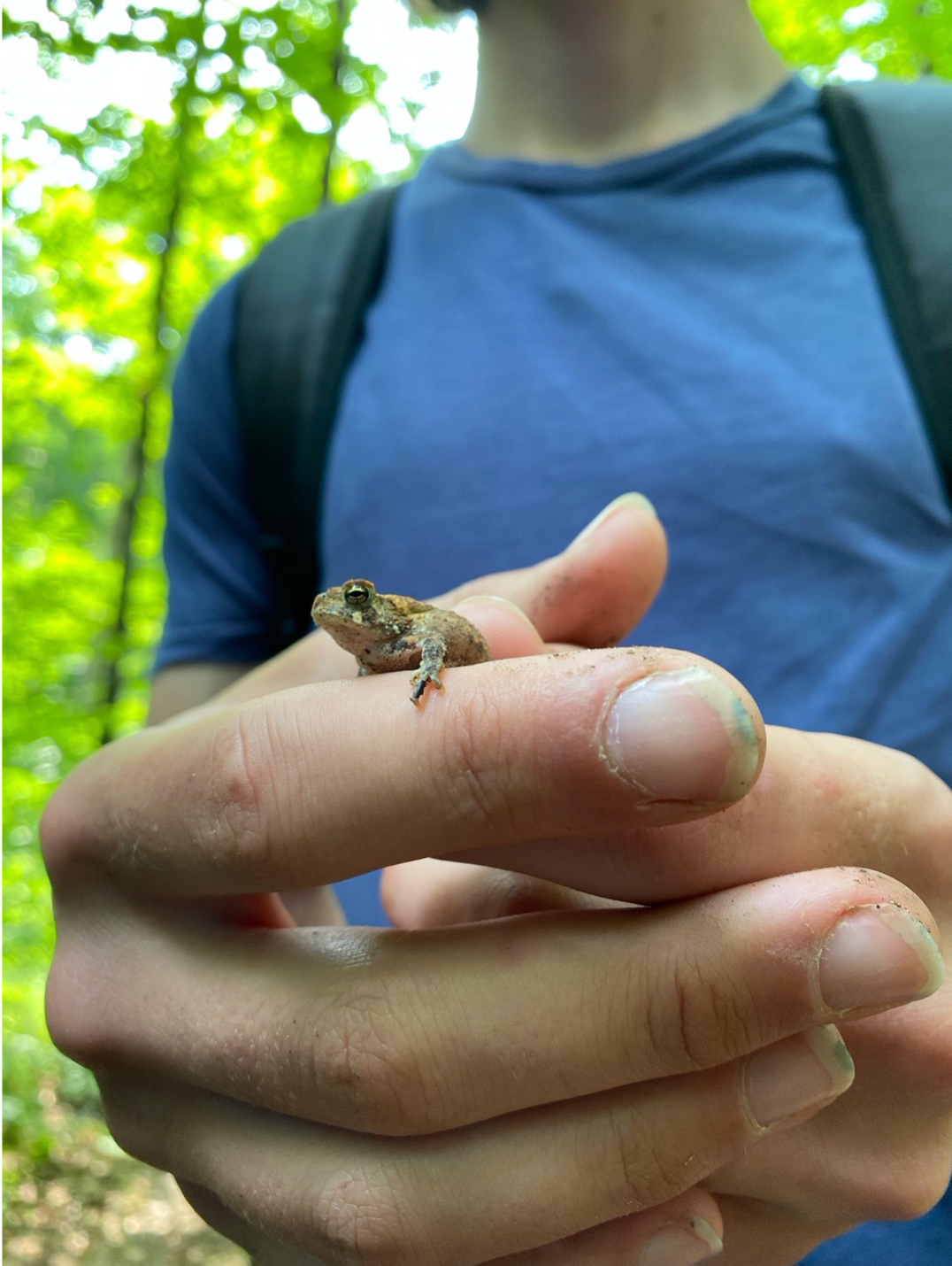 A student learning herpetology holding a woodfrog found during surveys.