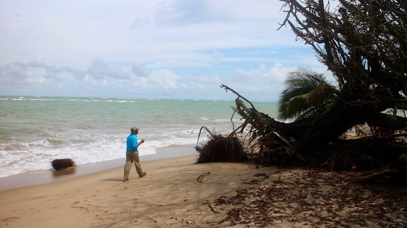 Rafael Méndez Tejeda points out a tree that fell due to accelerating erosion and sea level rise. (Janice Cantieri/MEDILL)