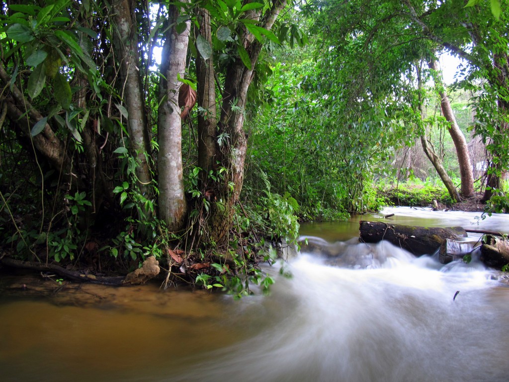 Calm in the rainforest is a relative term. The forest wakes to a cacophony of sound every morning. (Tomasz B. Falkowski/SUNY-ESF)
