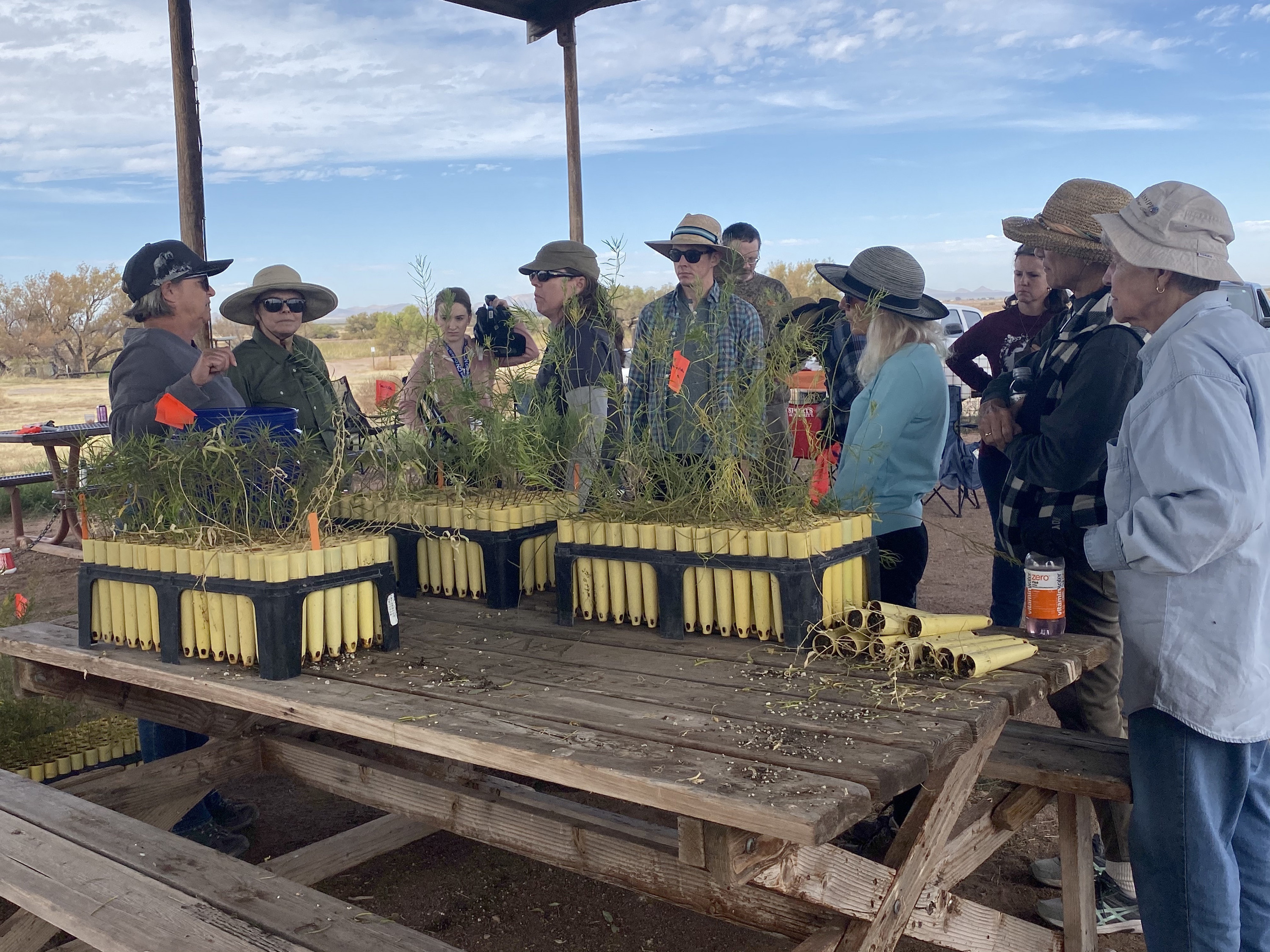 Volunteers split up to cover three planting areas in Whitewater Draw Wildlife Area, Officials next year will record how many of each milkweed species survived in each location, which will help them adjust to ensure a higher survival rate.