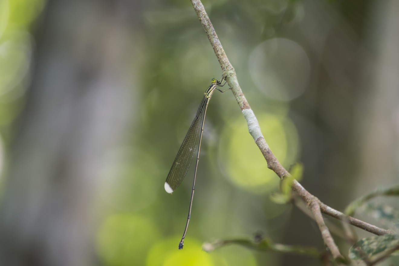There are more than 5,000 known species of odonates.
