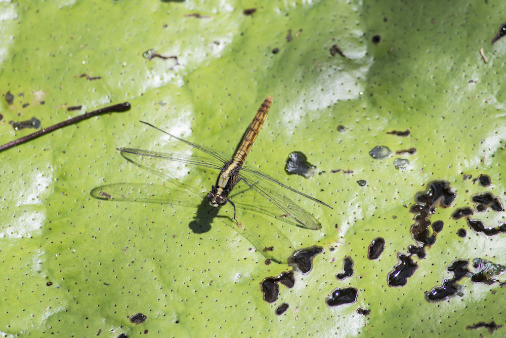 Odonates, the broad family consisting of dragonflies and damselflies, can be seen everywhere in the Amazon (Odonates information courtesy of the Smithsonian).