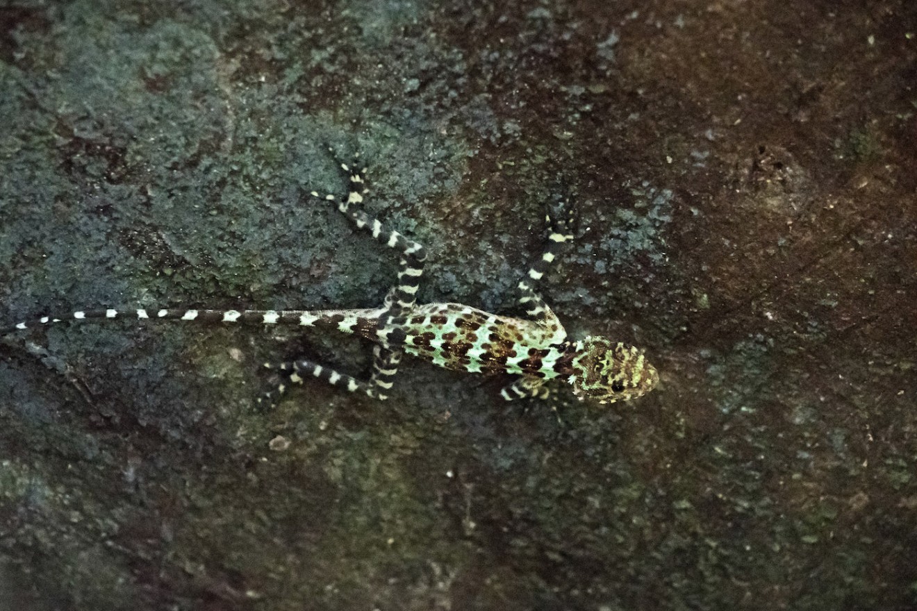 A close-up shot of a striped lizard demonstrates the amazing biodiversity the Amazon holds.