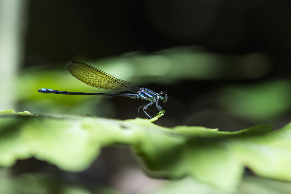 Odonate&#039;s eyes take up most of their head, due to this they have near-360 vision.
