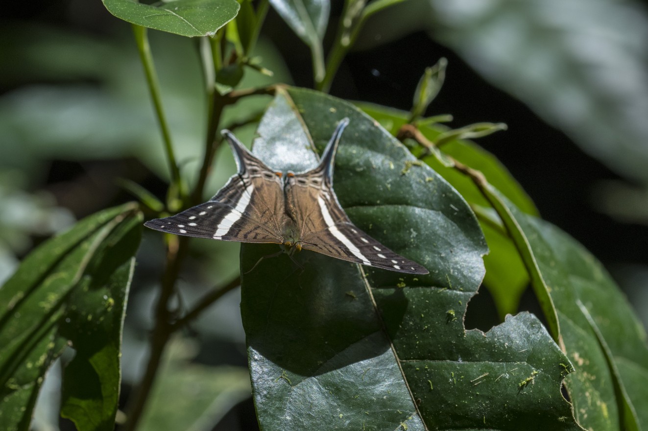 Odonates aren&#039;t the only insects that dominate the rainforest. The Amazon is home to thousands of colorful butterflies as well.