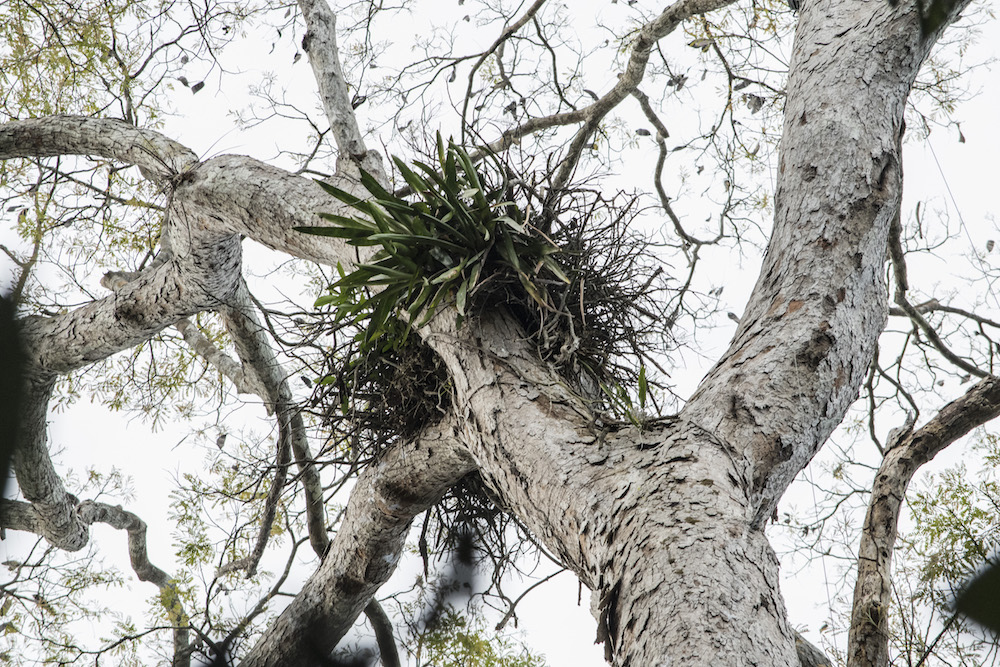 Harpy eagles nest high in the tree tops. The elusive birds are among the world&#039;s largest and most powerful eagles.