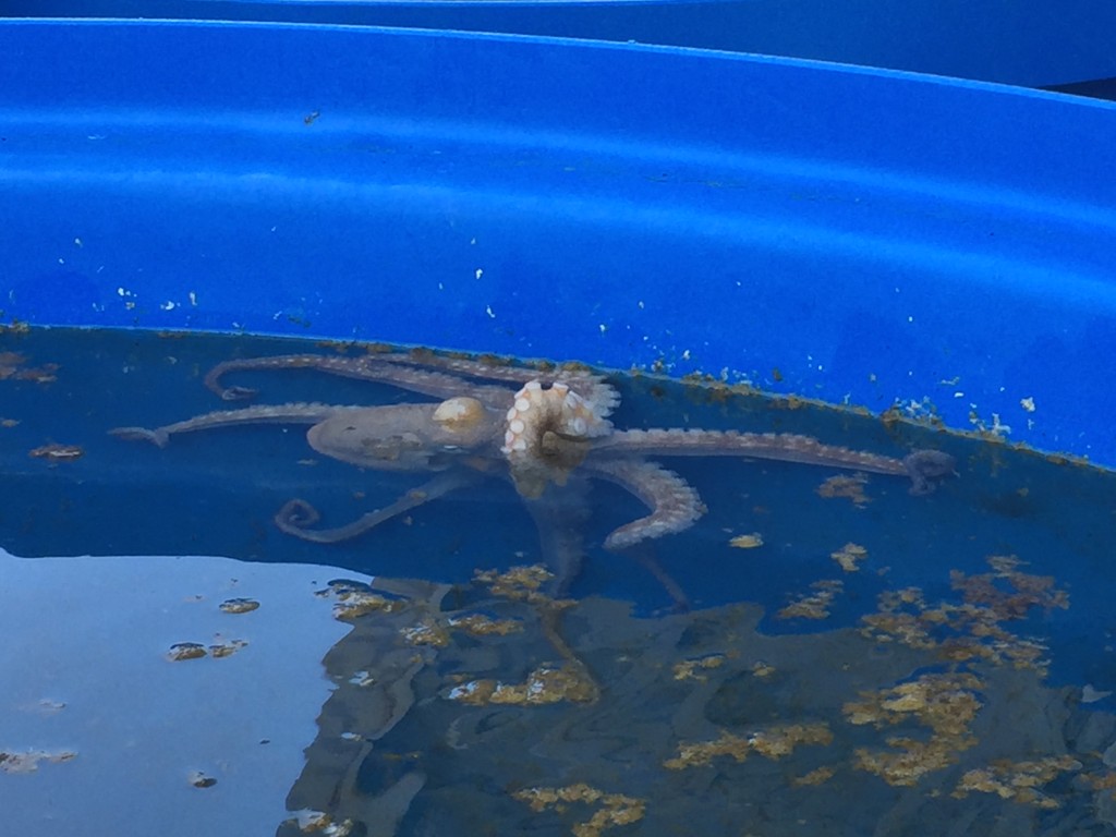 Octopus farm