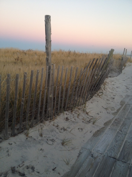 The vegetated dunes of a Barnegat Light beach.