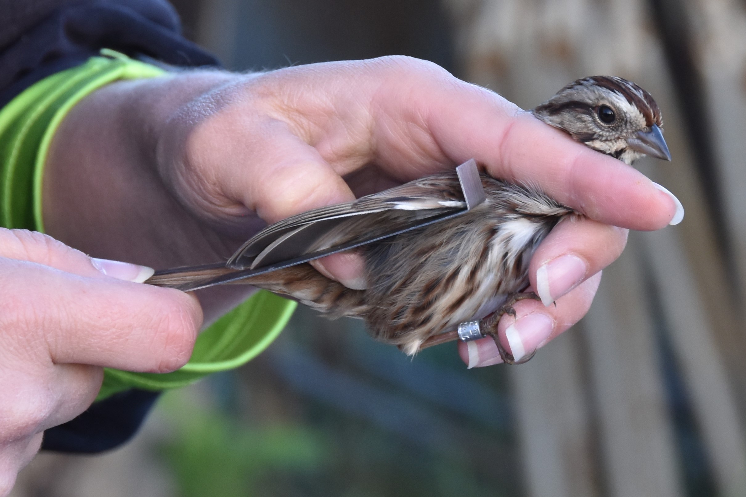 Measuring the primary wing feathers on a Song Sparrow (Evan Barnard/University of Georgia).
