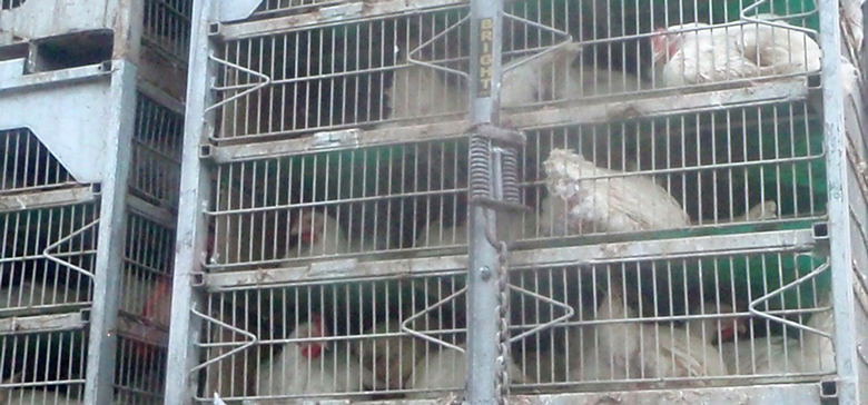 factoryfarm.jpg