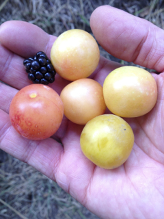 plum1.jpg