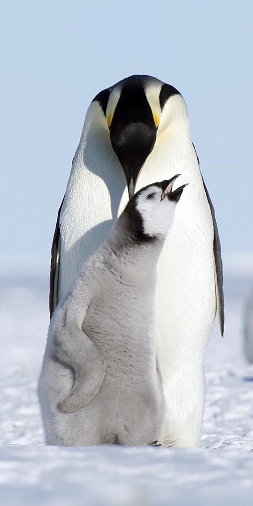 A baby emperor penguin huddles against its parent on a field of ice in Antarctica. 