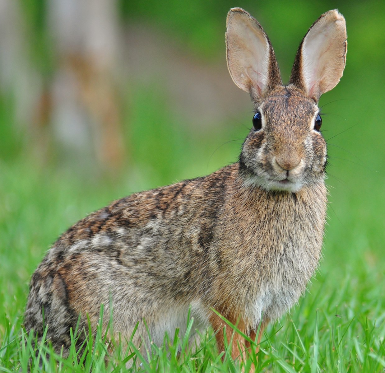 A small, brown Eastern cottontail rabbit sits in a grassy field looking towards the camera. 