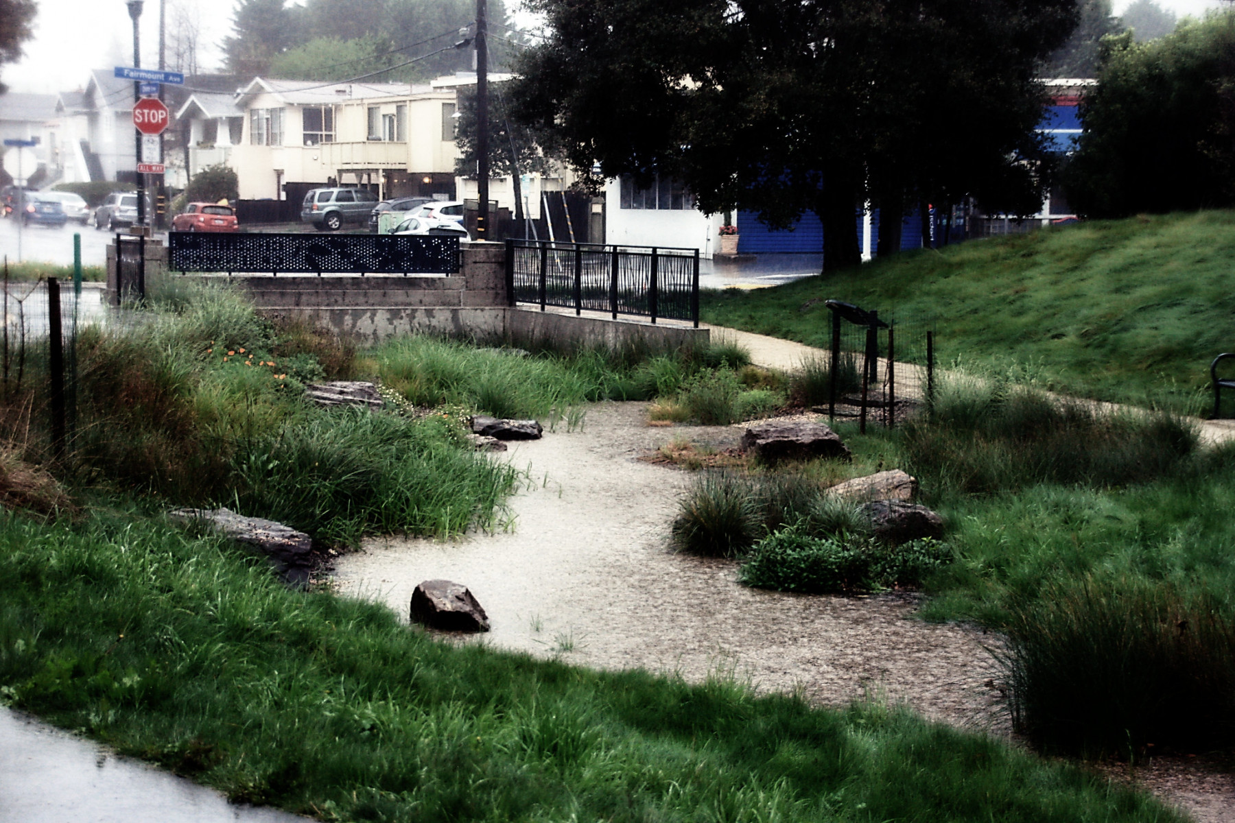 A low lying piece of land between two sidewalks that is filled with grass, shrubs, and rainwater in California..