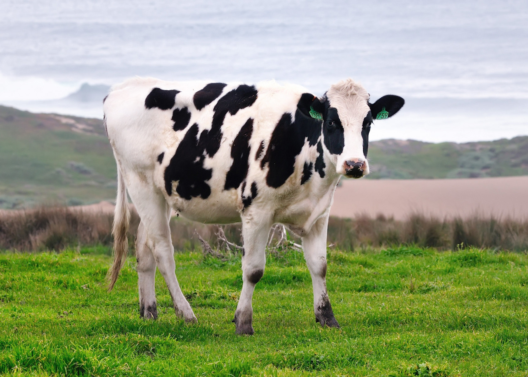 A black and white cow photographed near Point Reyes with the ocean in the background.