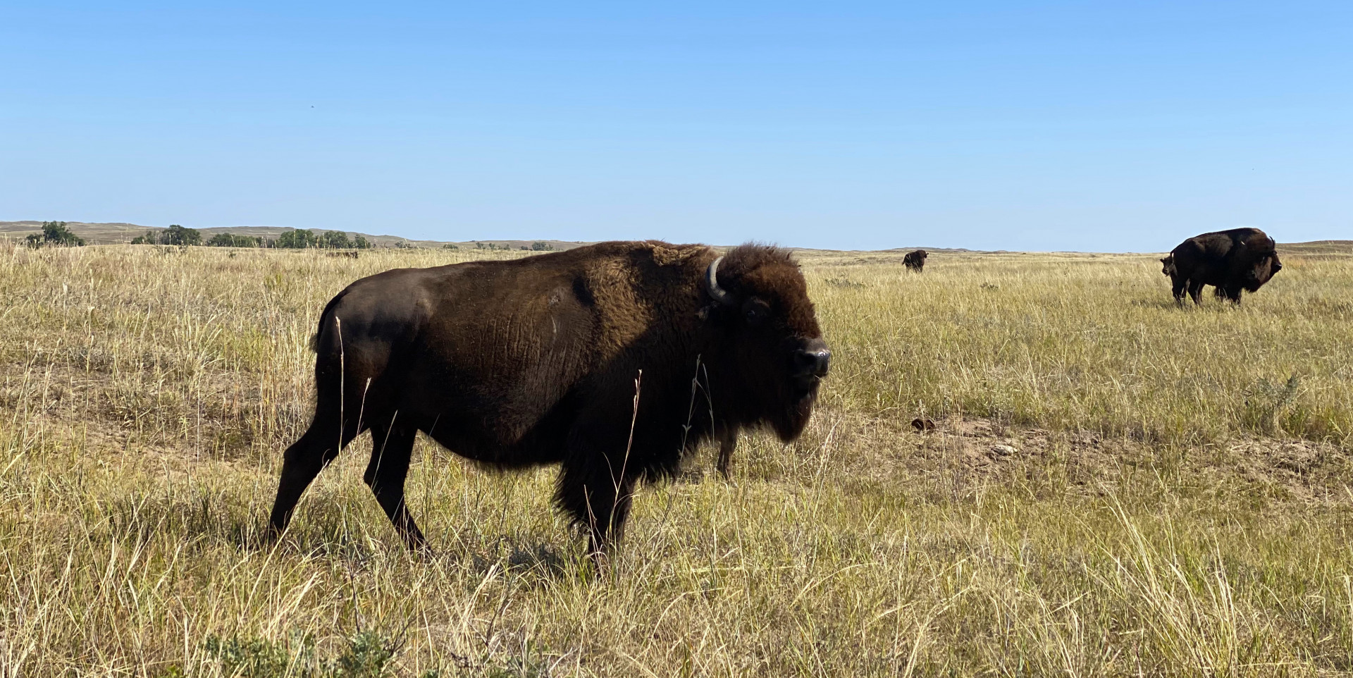 Several bison stand in a field at McGinley Ranch.