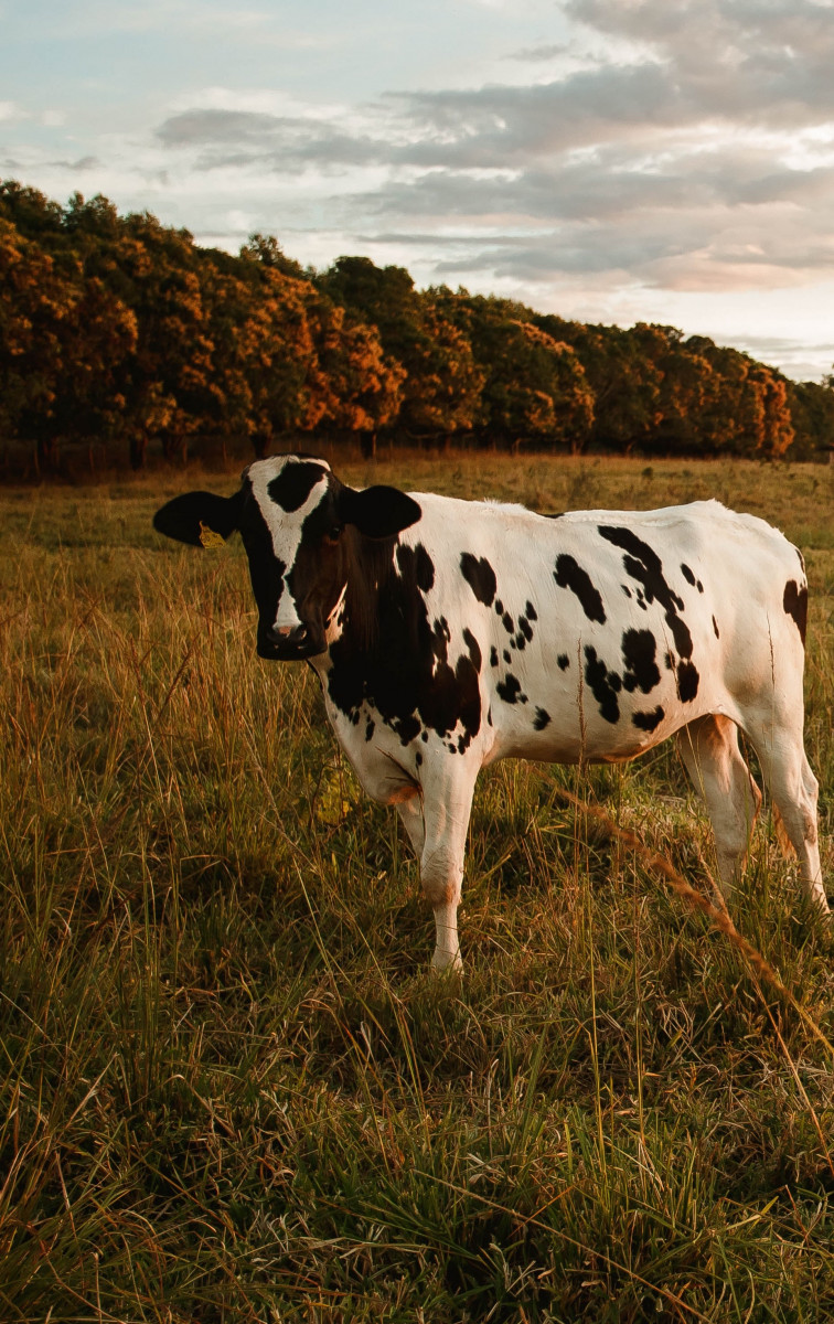 A black and white spotted cow in a field with a treeline in the distance.