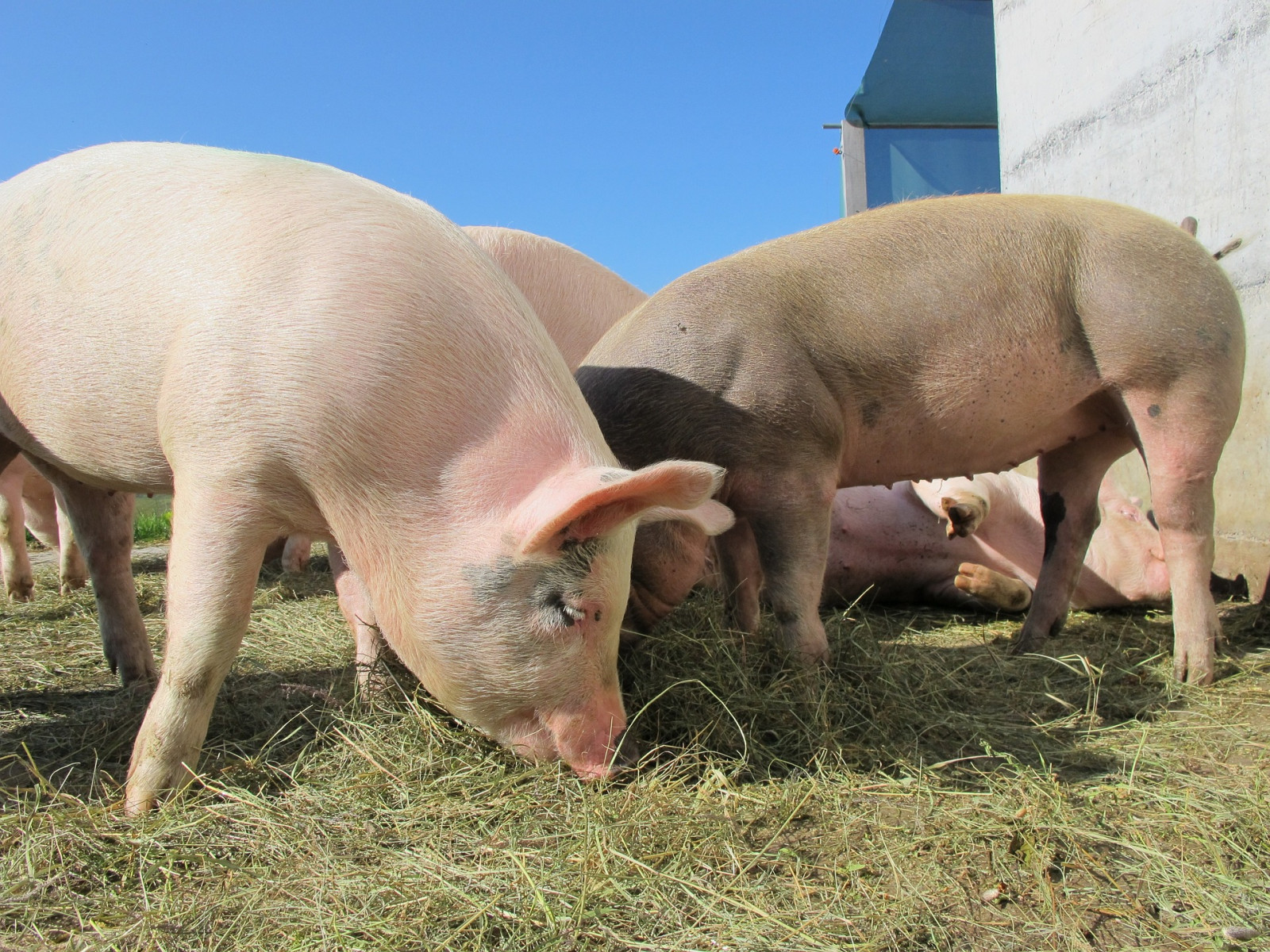 A group of pigs snack on hay in an outdoor enclosure.