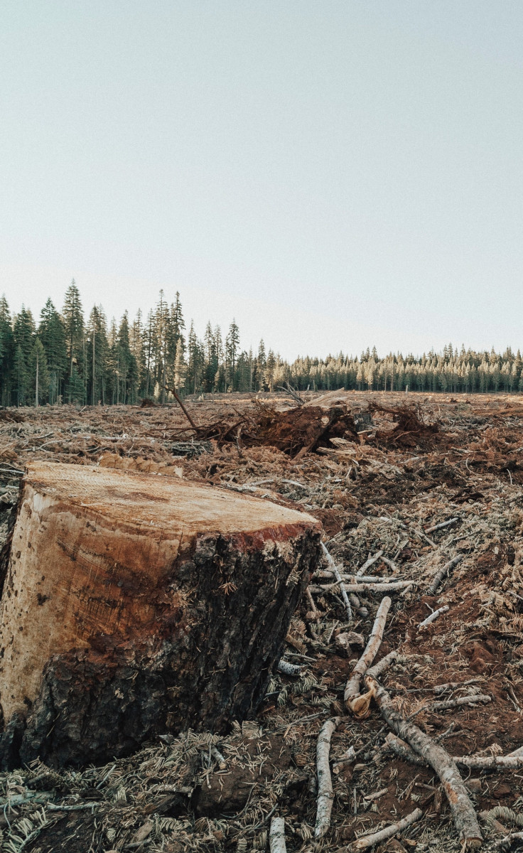 A stump of a tree against a forest of felled and dead trees. The magic of the forest has gone.