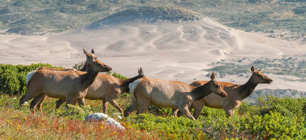 A small herd of tule elk walk across a green hill that is dipping down towards the shoreline. The ocean is seen behind the elk.