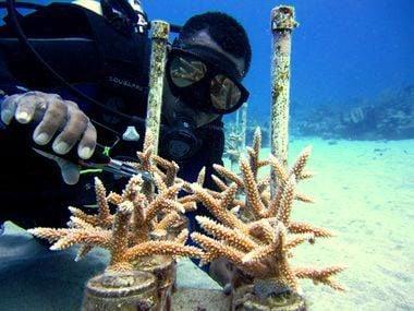 A scuba diver holds a device up to several coral growing in blocks resting on the ocean floor.