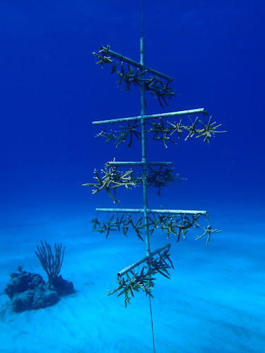 A long pole ascends vertically from the ocean floor. Four horizontal poles intersect at intervals along the vertical. Hanging from these horizontal poles are rows of star-shaped bundles of coral.