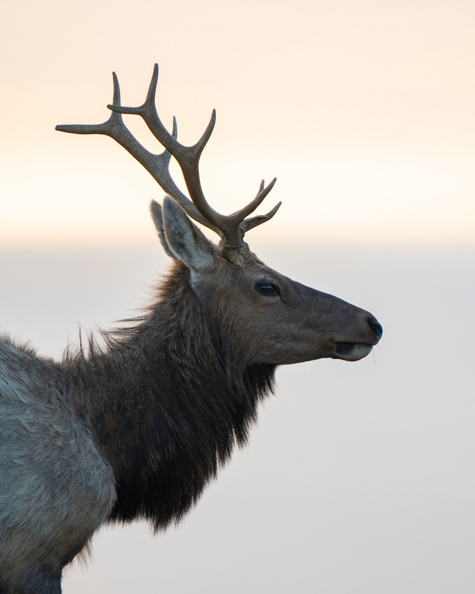 A closeup of a tule elk seen in profile.