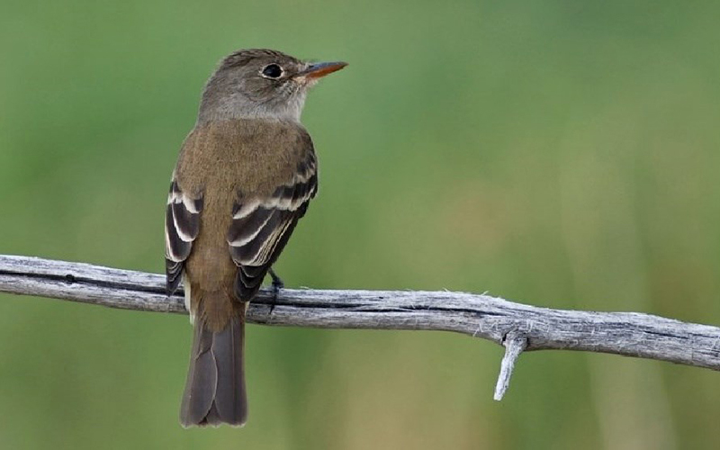 southwestern willow flycatcher