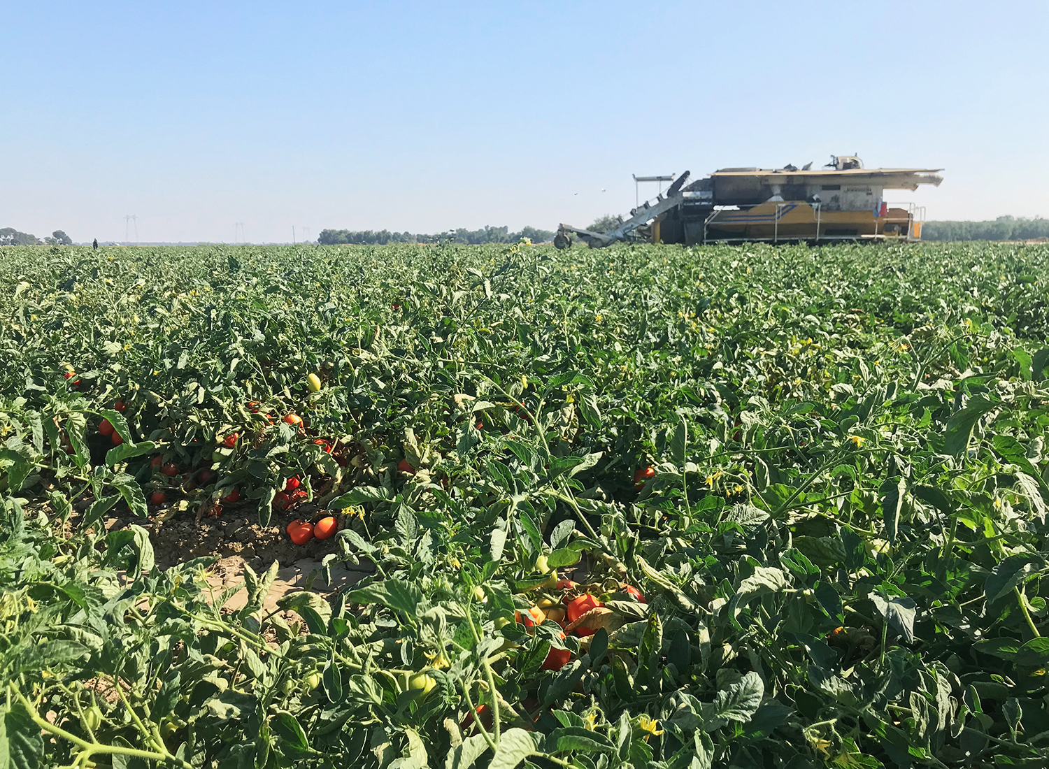 Tomato harvester in the field