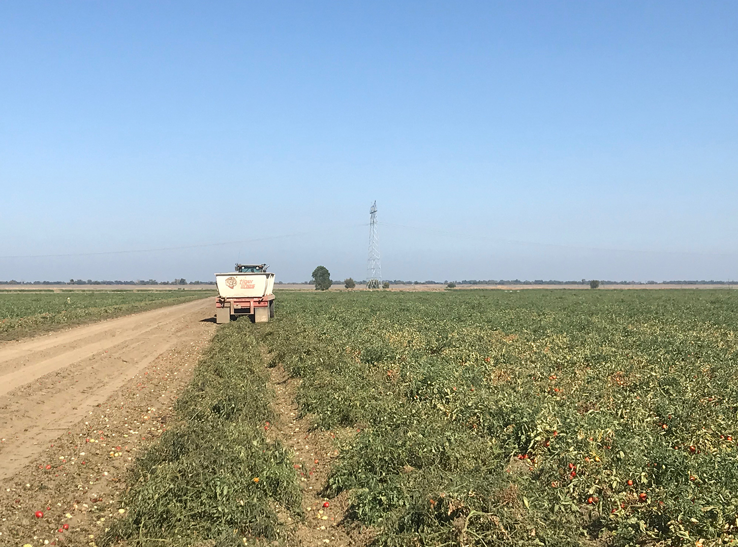 A field at Schreiner Farms