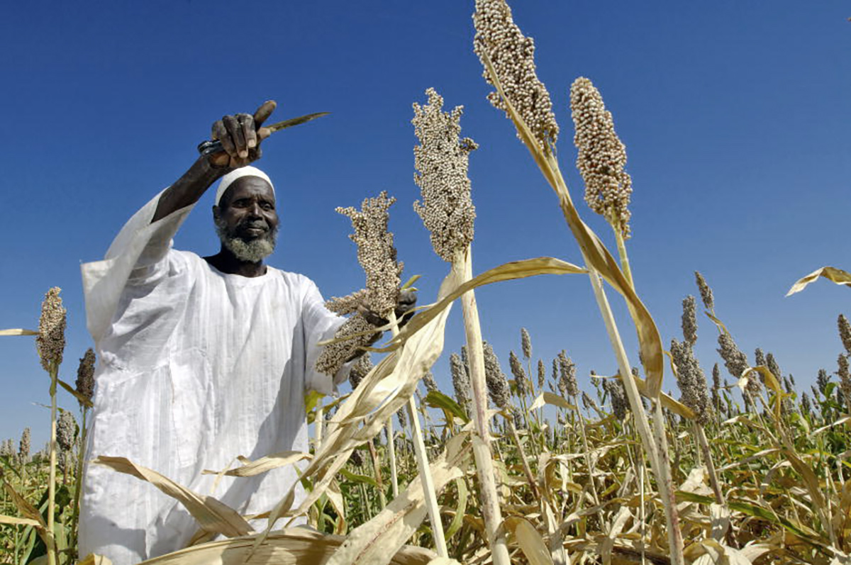 Man harvesting sorghum