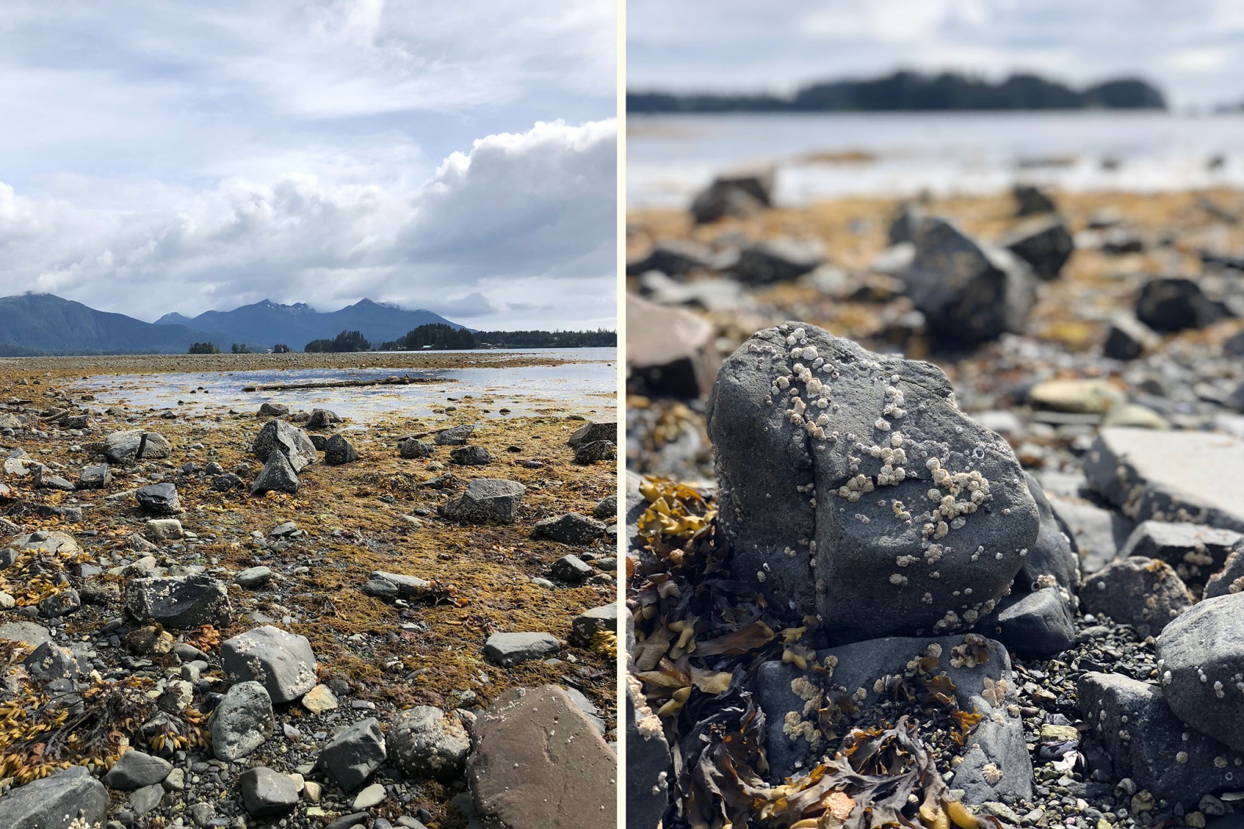 Algae in Sitka, Alaska