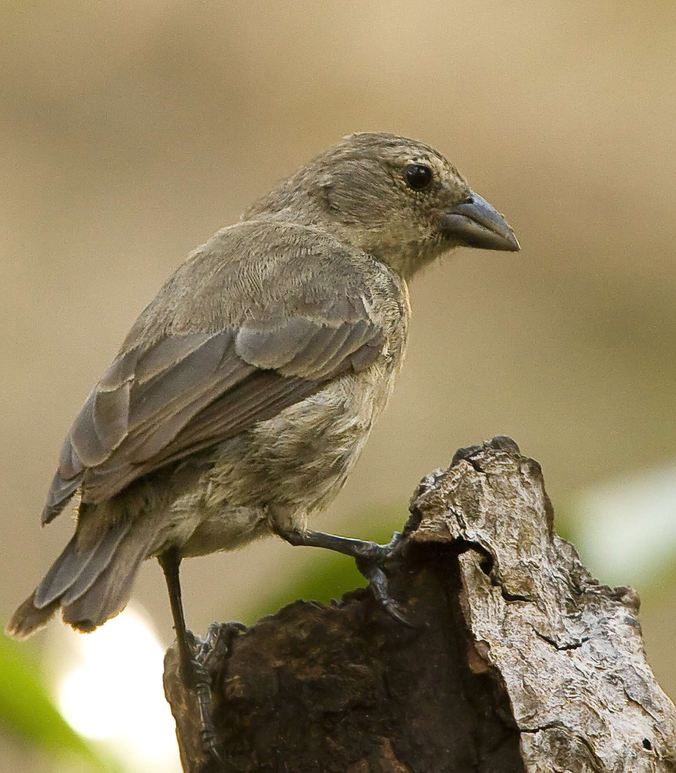 The critically endangered mangrove finch