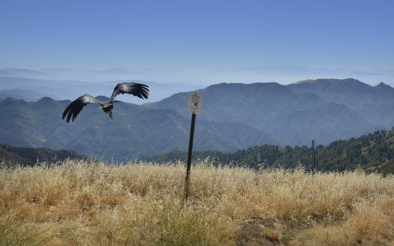 Condor flying in blue sky