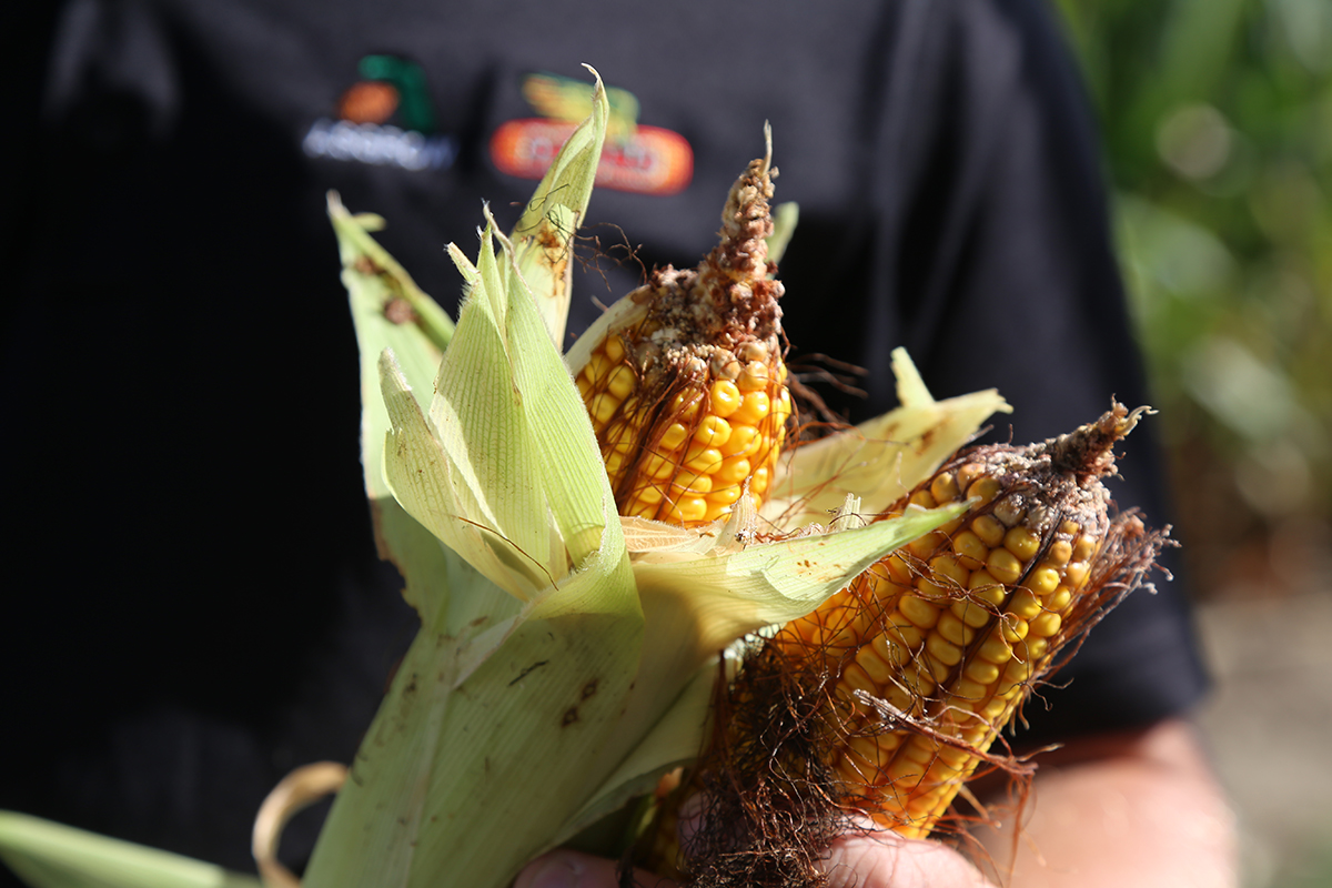 Corn experiment