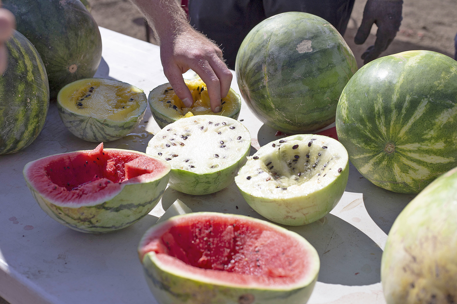 various colored watermelons