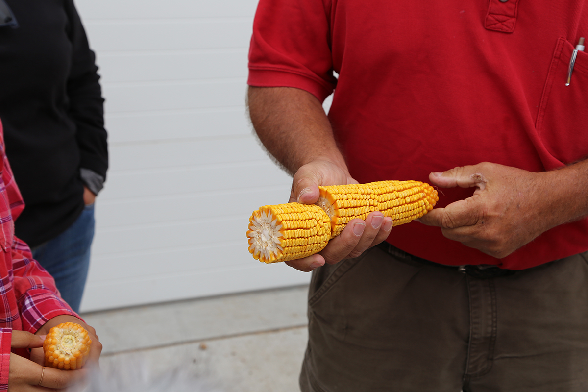 Corn