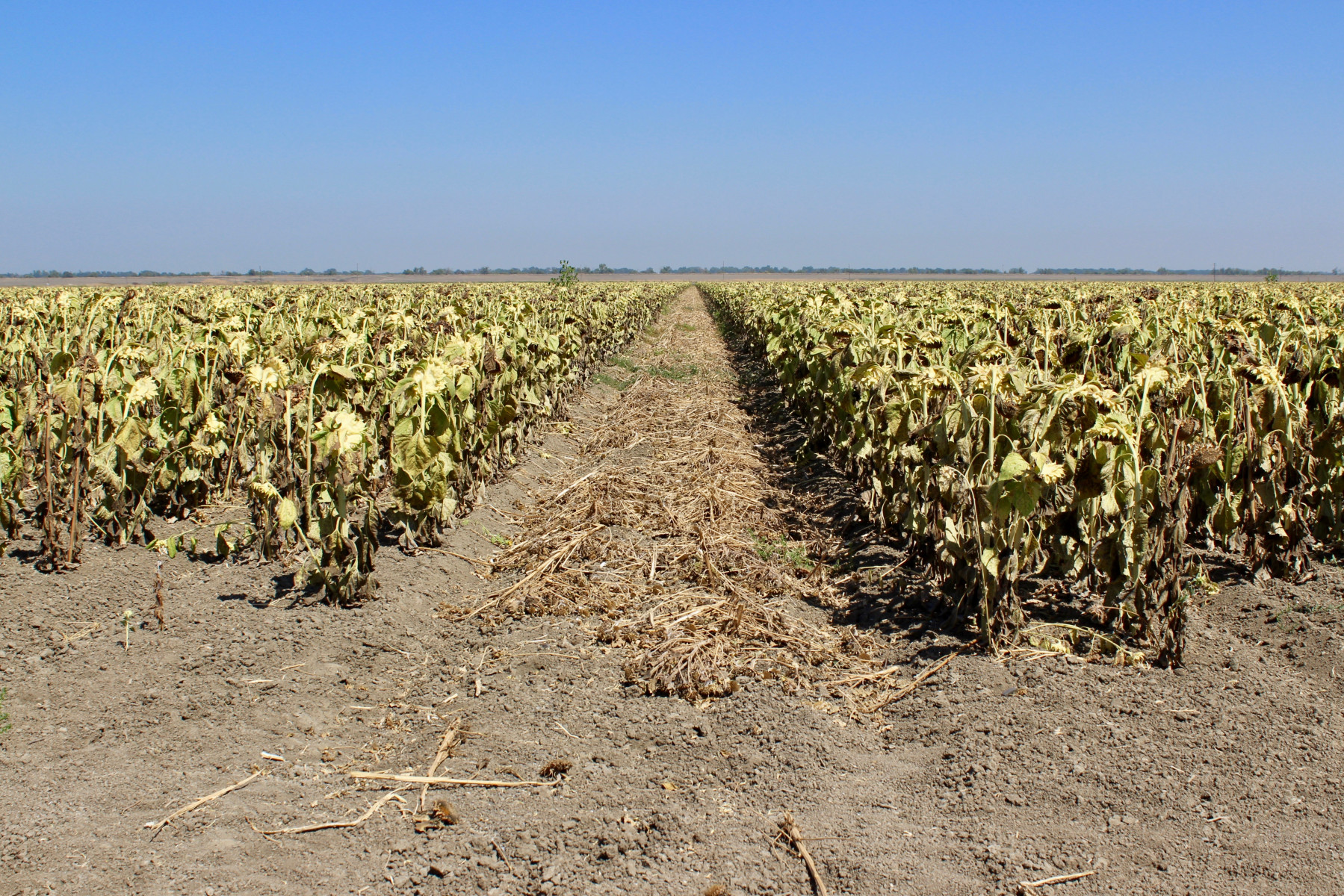 dead sunflower crop in a field