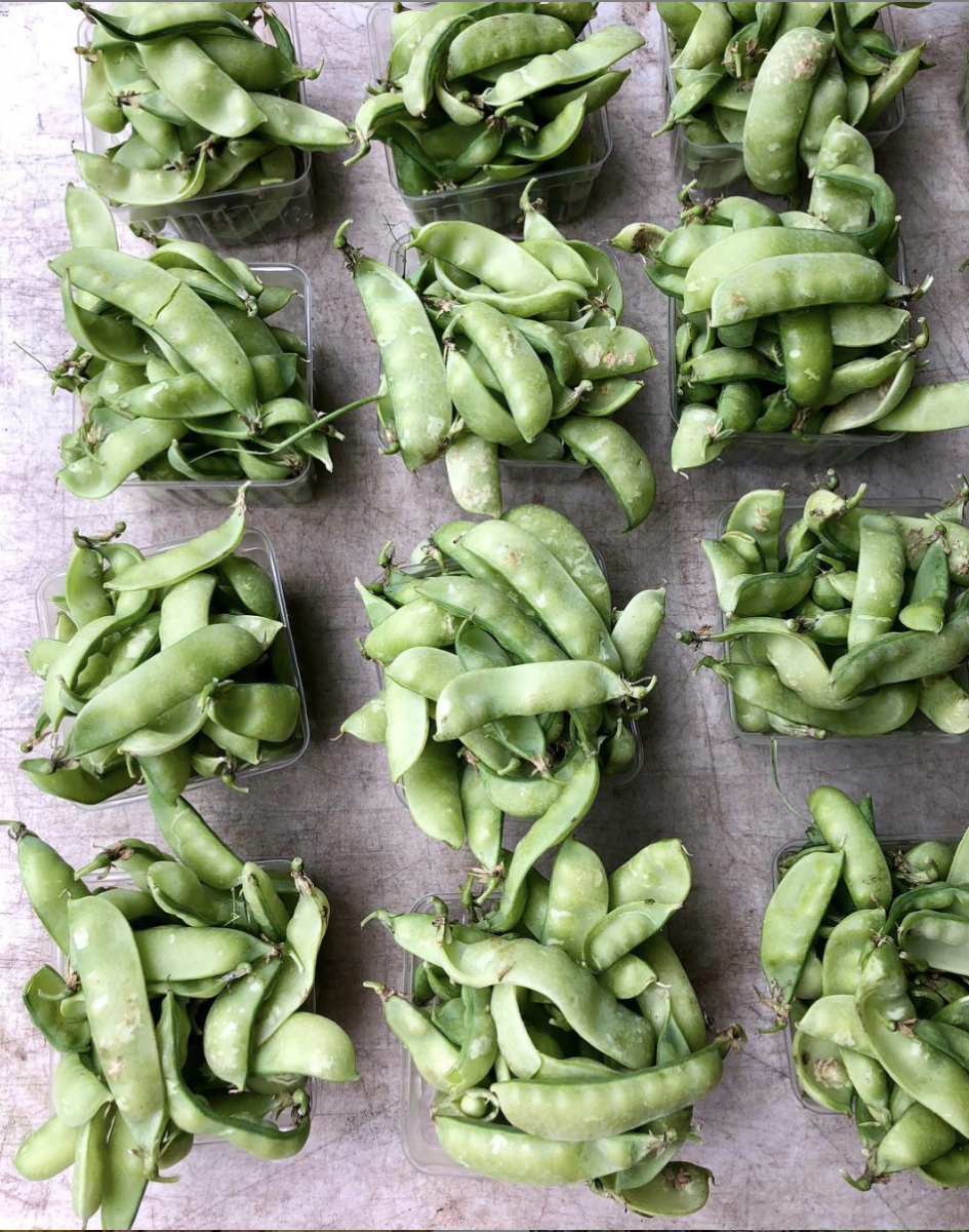 peapods in containers