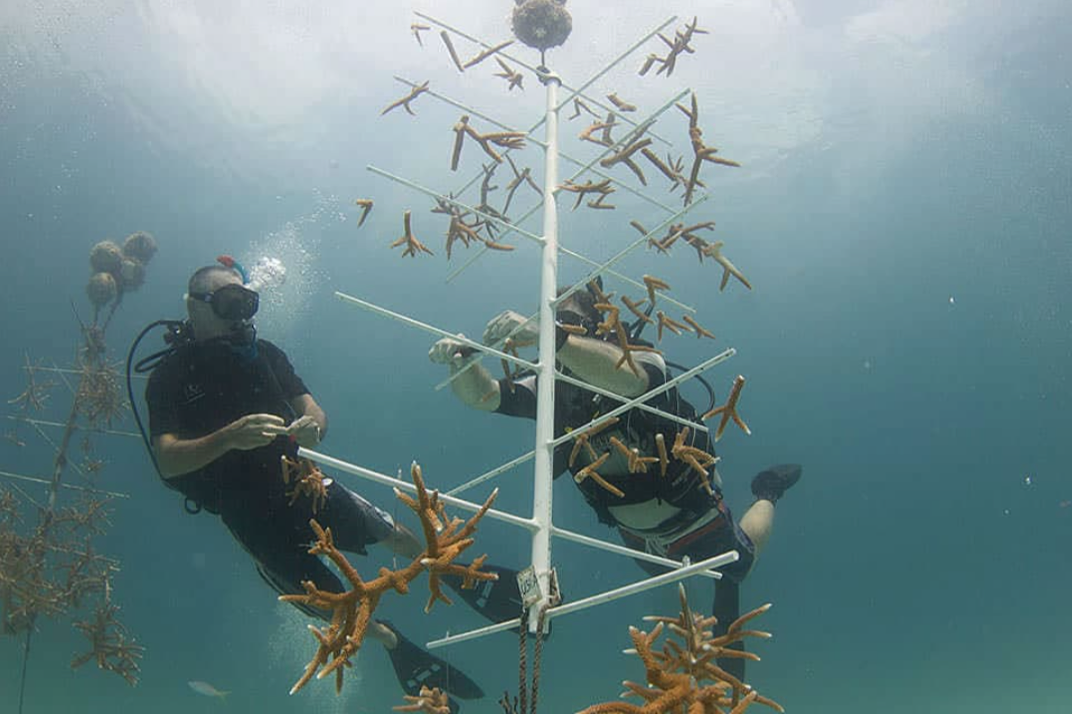 coral nursery
