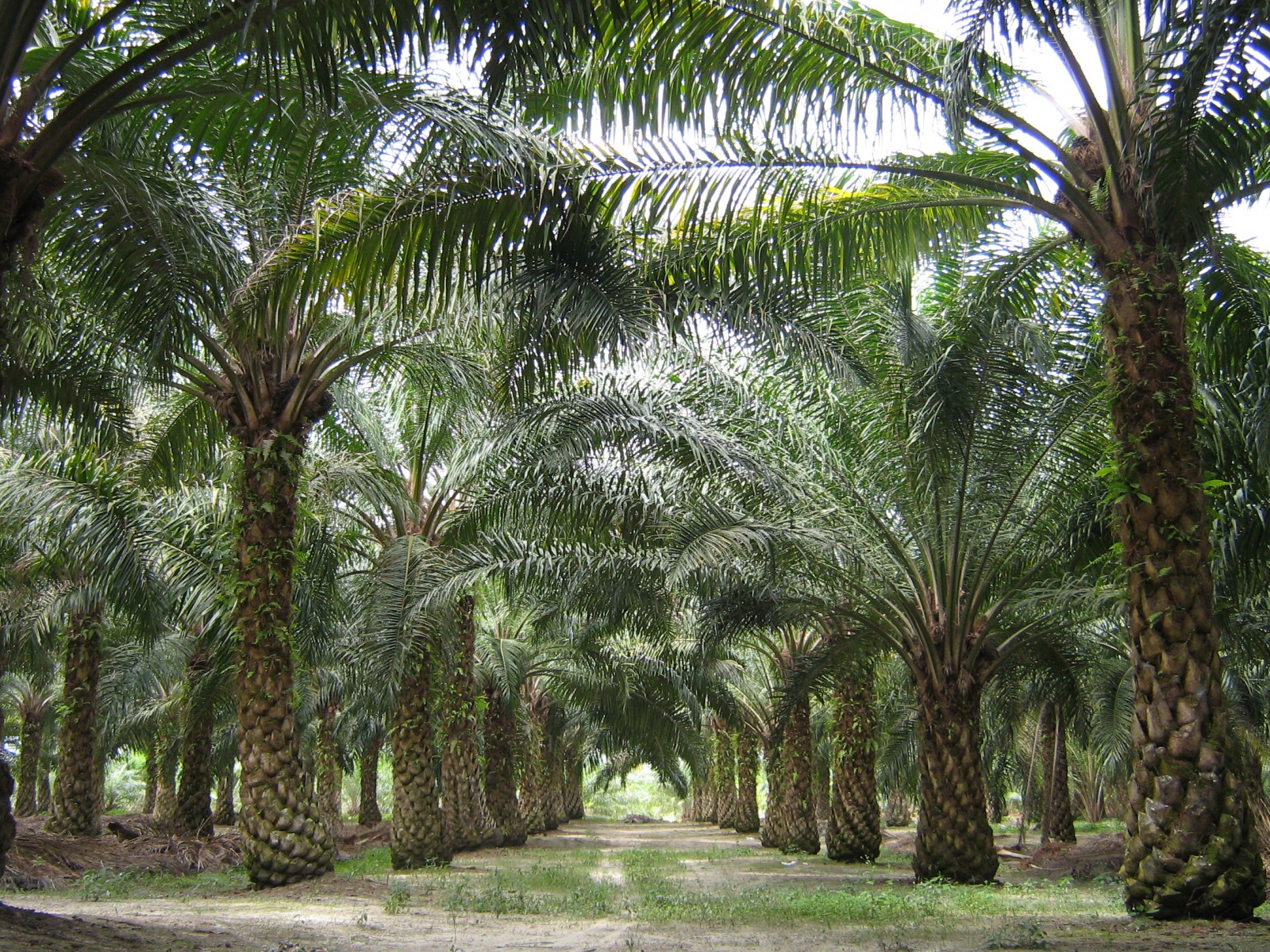 Oil Palm in Malaysia