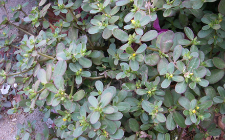Purslane_closeup_crop.jpg
