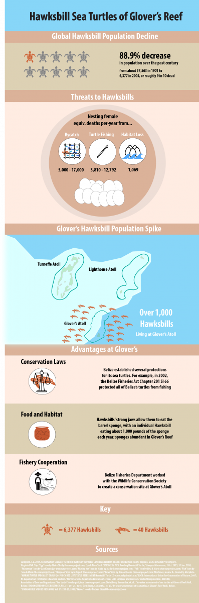 Hawksbill sea turtles