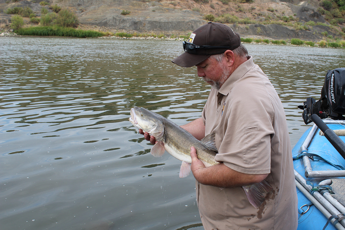 Biologist holding pikeminnow