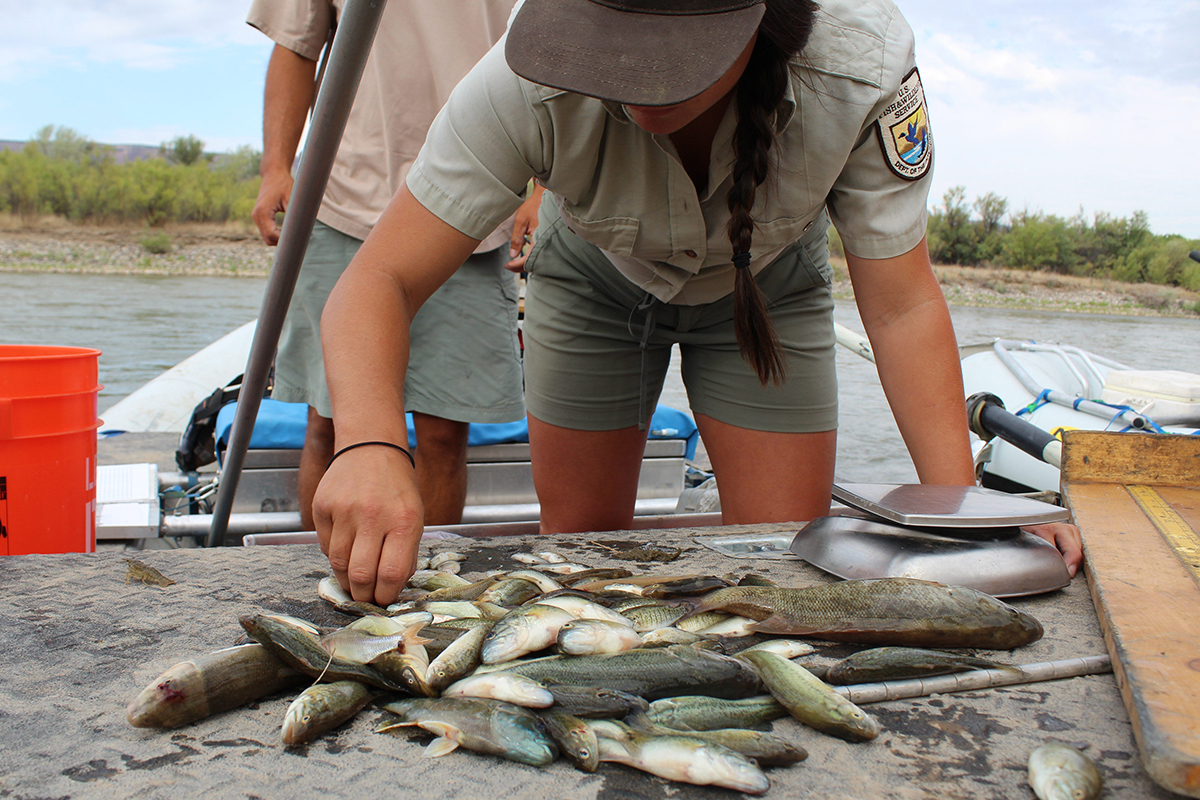 Sorting bass on boat