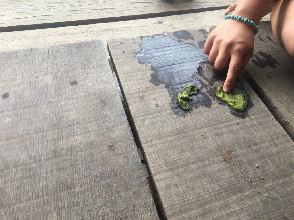 algae