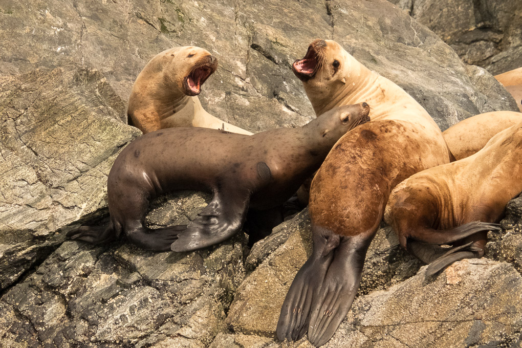Steller sea lions
