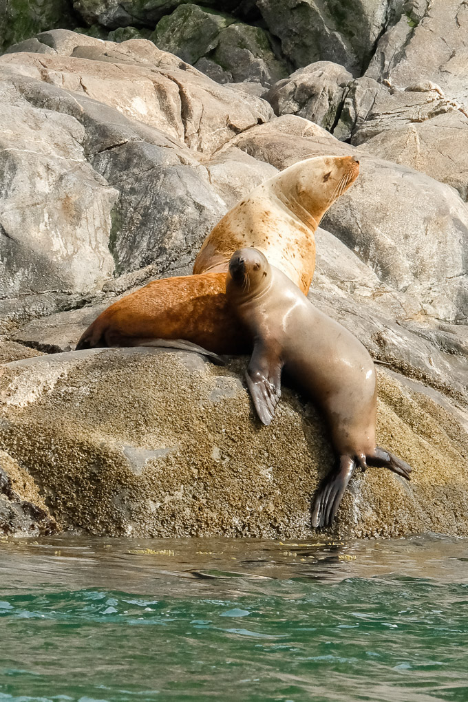 Steller sea lions